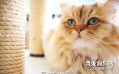 关于猫弓形体病的认知和防治