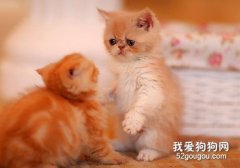 怀孕养猫咪就一定会感染弓形虫吗?