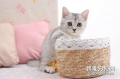 猫咪弓形虫的感染途径和诊断方法