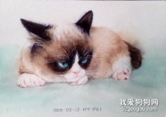 关于孕妇和猫咪弓形虫的问题