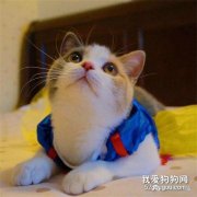 猫弓形虫病防治