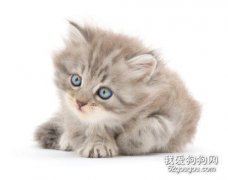 人从猫身上感染弓形虫的机会很低