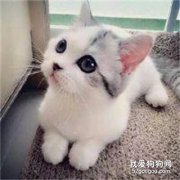 猫咪肠道疾病的预防与养护