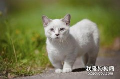 曼基康猫：猫咪中的腊肠猫