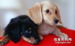 腊肠犬幼犬的喂食方法