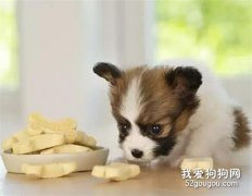 犬直肠脱出的治疗原则