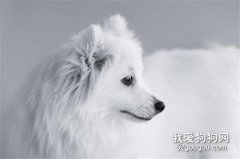 犬肠套叠的病因