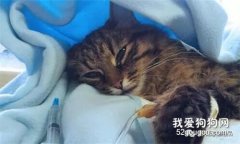 猫咪直肠脱的治疗方法