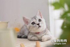 猫咪肠套叠的病因分析