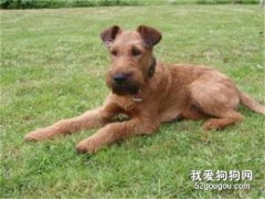 犬的直肠固定术方法