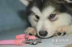 犬翻肠子的症状表现