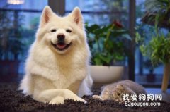 萨摩耶犬感冒怎么治疗