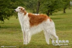 苏俄猎狼犬感冒怎么办？