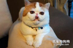 猫咪感冒防治方法