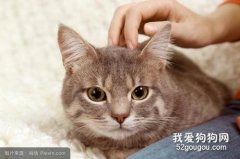 猫咪感冒的症状及治疗方法