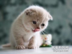 猫咪感冒怎么办?