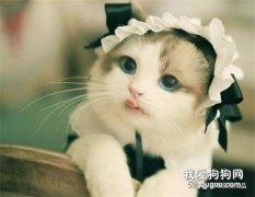 冬季如何预防猫咪感冒?