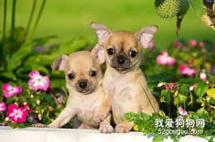 冬季狗狗易受凉感冒 注意防寒