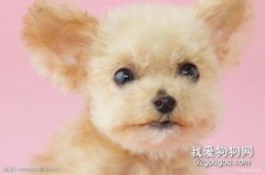 冬天如何预防贵宾犬受凉感冒？