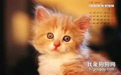 猫咪感冒的预防