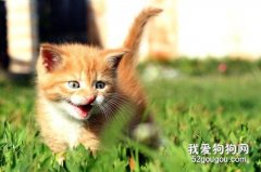 冬季给猫咪洗澡谨防感冒