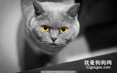 英国短毛猫感染猫癣怎么办?