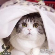 关于猫癣的一些常见问题