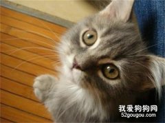 猫癣可能会传染给人