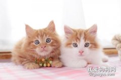 如何预防猫癣？