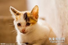 猫咪得了猫癣怎么治疗？