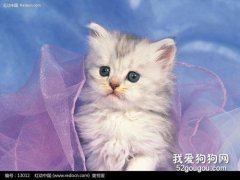 如何治疗及预防猫疥癣病？