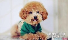 泰迪犬的毛色越来越淡，泰迪犬毛色有变化是为什么?