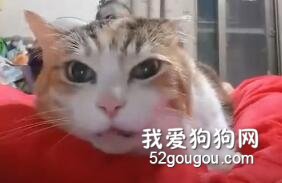 女子对自家猫又亲，又蹭，足足吸了1分多钟，可猫的反应...