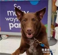 超市柜台突然出现一个奇怪的投诉者，笑喷了