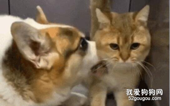 <b>猫咪从小被柯基盘头，以为长大后会翻身...</b>