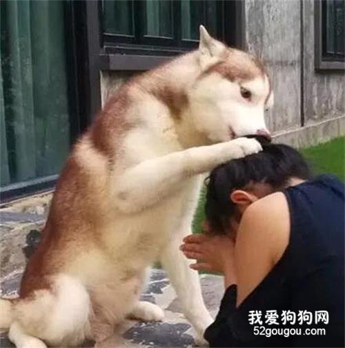 哈士奇看到主人在门口哭，下一秒的举动暖化了...