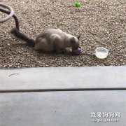 <b>流浪布偶猫被救助，11天后竟然给这家送来一个惊喜...</b>