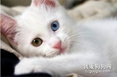 毛色身形可判断波斯猫的品种