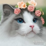 猫咪的眼睛分得清颜色吗？