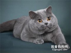 挑选银色渐层英国短毛猫的几个注意点？