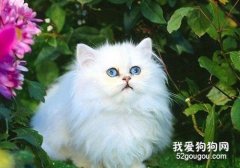 毛色区分波斯猫种类