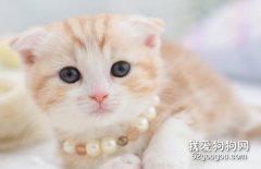 如何从皮肤和毛色中发现猫咪的异常