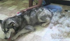 哈士奇换毛期需要注意些什么？