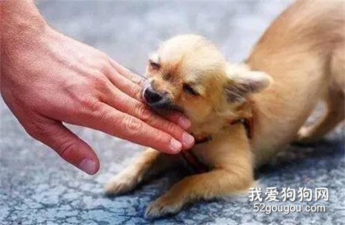 <b>男孩伤口被狗舔了一下，就感染狂犬病身亡？医生：完全没有关系.....</b>