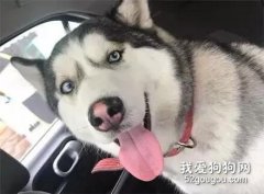 <b>二哈迷路赖着妹子不放，逼得她班都不敢上了...</b>