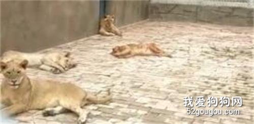 <b>狗子，请你是怎么混进去的啊！</b>