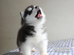 哈士奇幼犬多少钱？一只哈士奇幼犬怎么饲养？