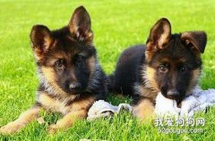 德国牧羊犬幼犬如何喂养？