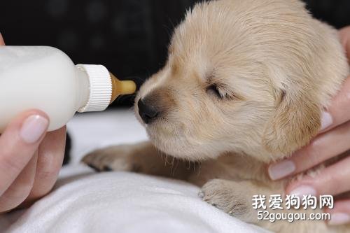 狗狗可以喝奶粉吗，哪种奶粉适合狗狗喝?