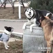 <b>虎落平阳被犬欺！二哈：谁说老虎屁股摸不得......</b>